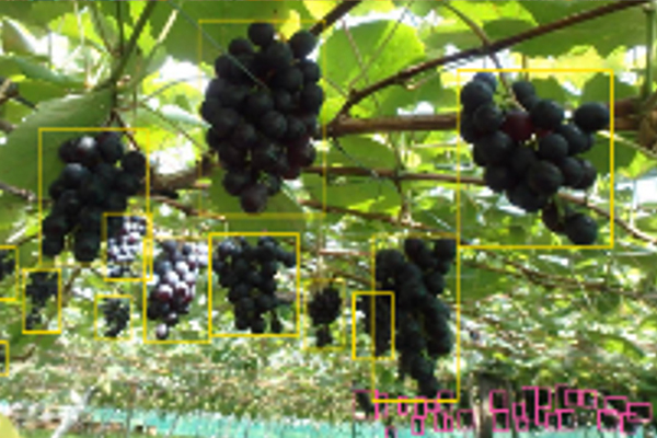葡萄の種類などを区別するためのQ&Aを作成し、正確なアノテーション。